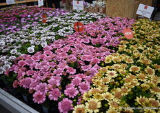 A nice overview of all three colours.